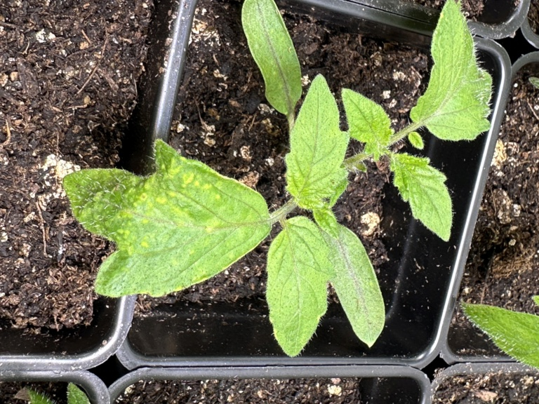 Weird spots on tomato leaves seedlings Img_1011