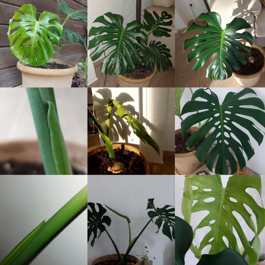 Monstera Deliciosa  Picsar10