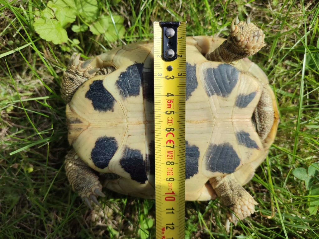 Matortue est bien une testudo Hermanni Boettgeri ? Merci 44846413