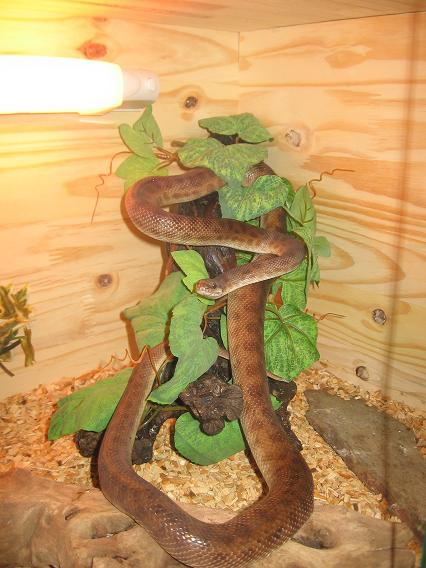 Quelques uns des mes serpents dans leurs nouveaux terrarium Photo_20
