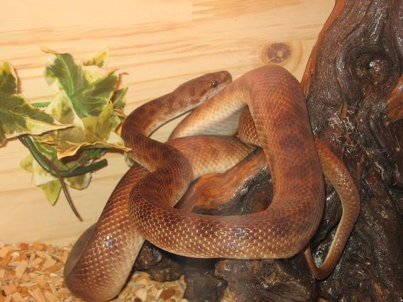 Quelques uns des mes serpents dans leurs nouveaux terrarium Photo_21
