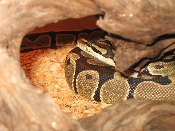 Quelques uns des mes serpents dans leurs nouveaux terrarium Photo_23