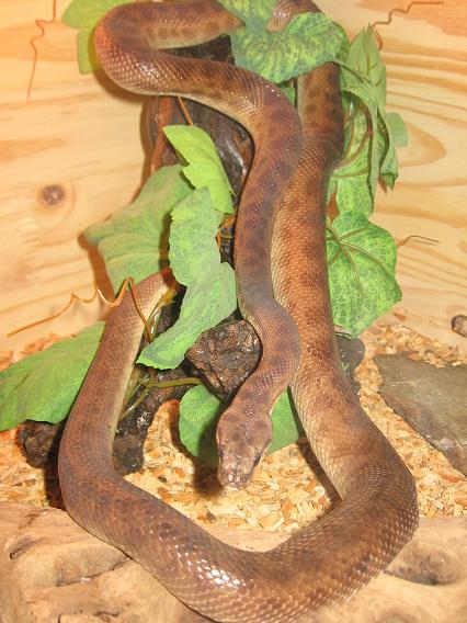 Quelques uns des mes serpents dans leurs nouveaux terrarium Photo_25