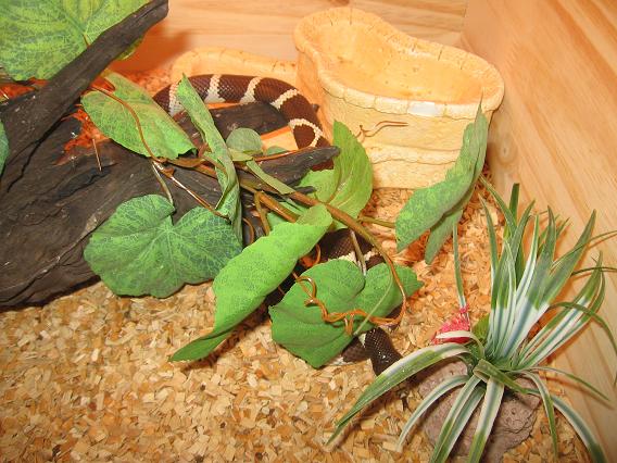 Quelques uns des mes serpents dans leurs nouveaux terrarium Photo_26