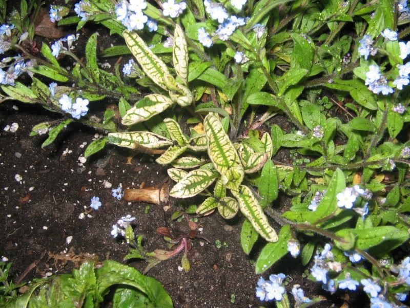 heliopsis  loraine sunshine Heliop10