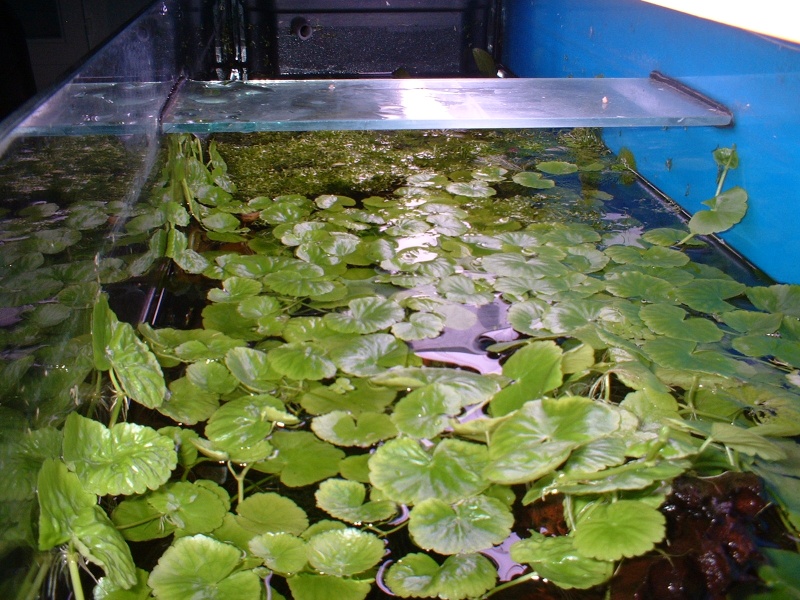 hydrocotyle leucocephala Surfac11