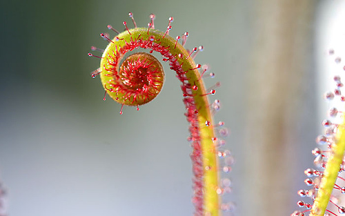 [Photo] Differentes formes de filiformis Droser12