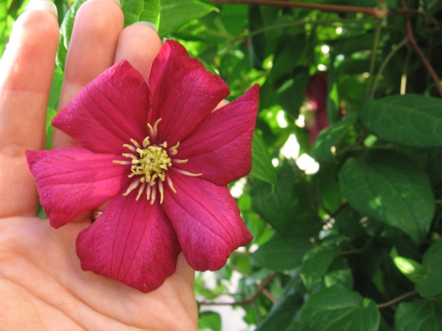 Clematis 'ville de Lyon' Img_0032