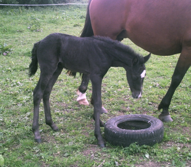 2007 - Texas, Tennessee et Tobiano 3 camargue x trotteuse Phot0011