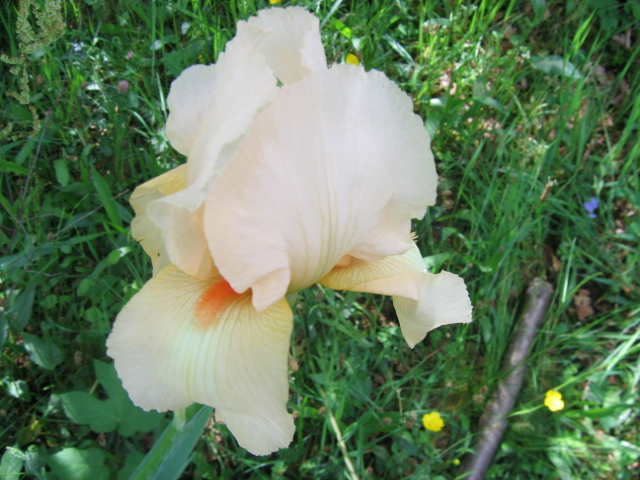Deux iris de jardin Img_4213