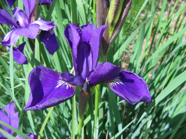 Deux iris de jardin Img_4214