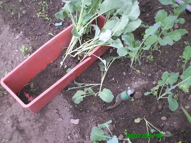 Plantation des choux brocolis en photo Photo_10
