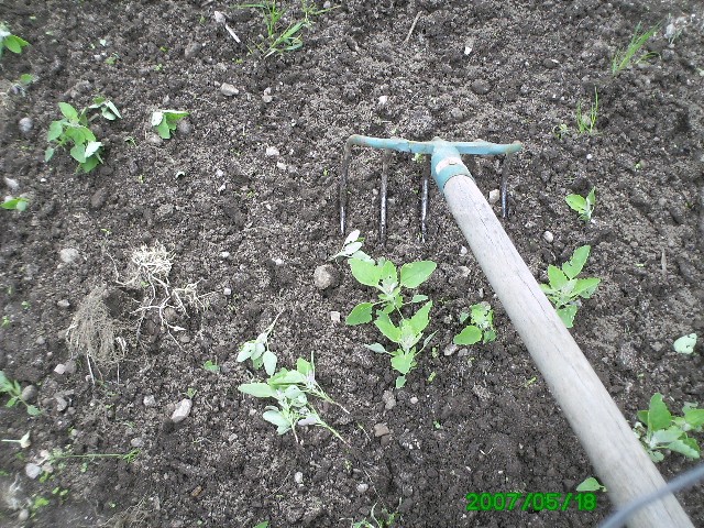 Plantation des choux brocolis en photo Photo_11