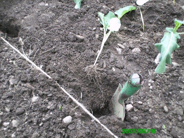 Plantation des choux brocolis en photo Photo_12