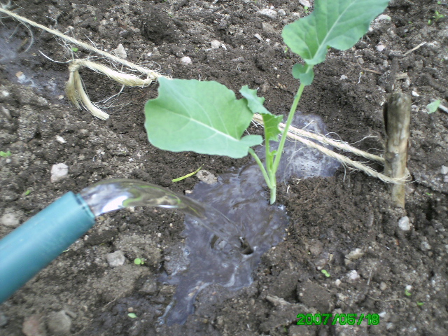 Plantation des choux brocolis en photo Photo_13