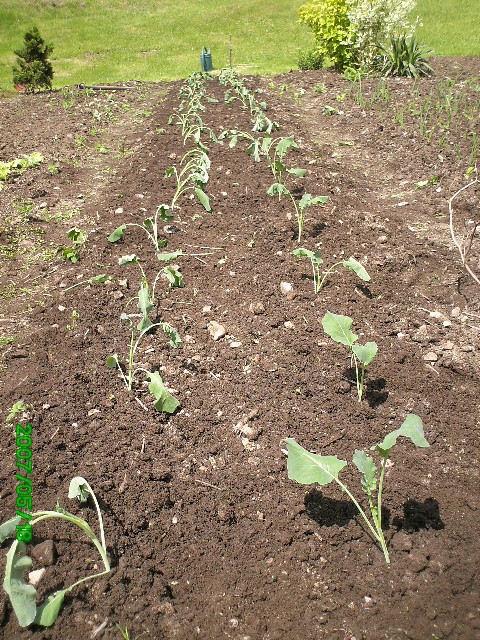 Plantation des choux brocolis en photo Photo_16