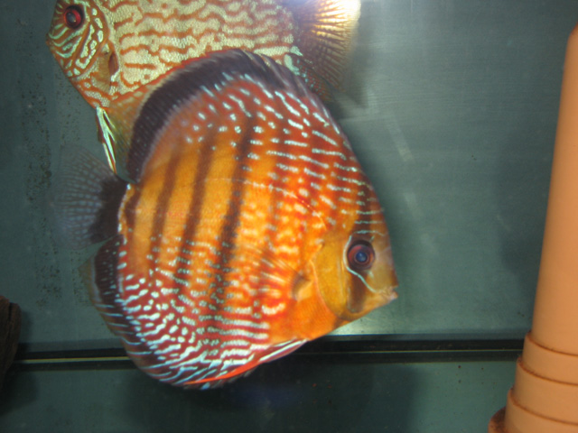 vente discus....chez Marc Marc_m32