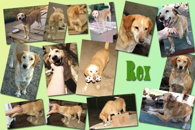 REXX- 9 ans - ancien chien de labo-refuge de Bella- Serbie 40959510