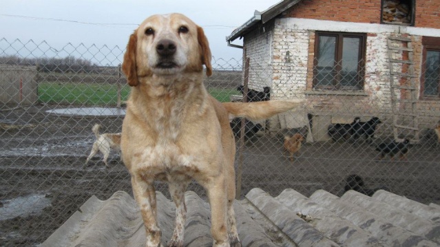 Urgent - REX - 9 ans - chien de labo  (3 de refuge) - Asso Mukitza - Rea (Serbie) 57814610