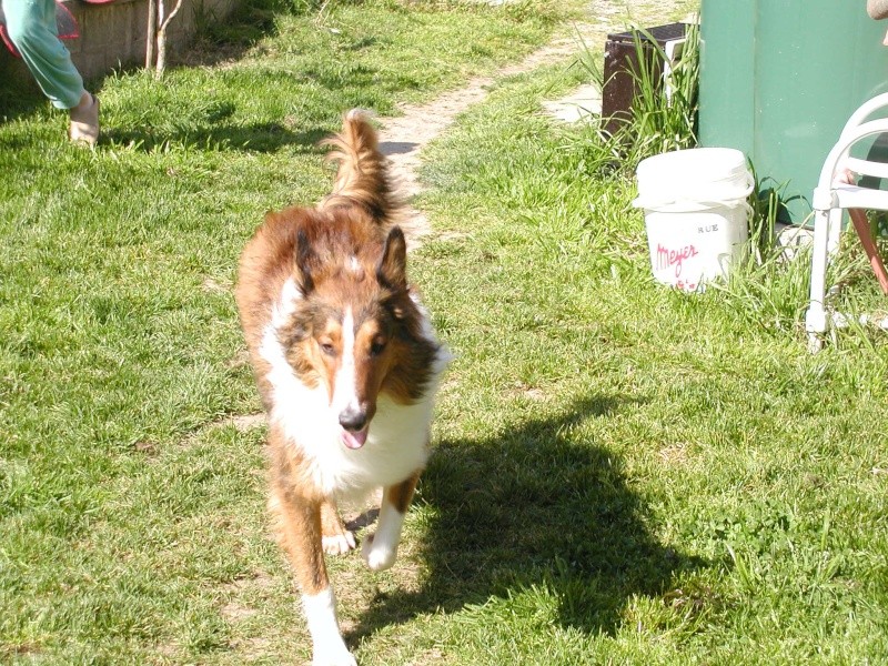 Quelques photos de mon Baloo... P1010018