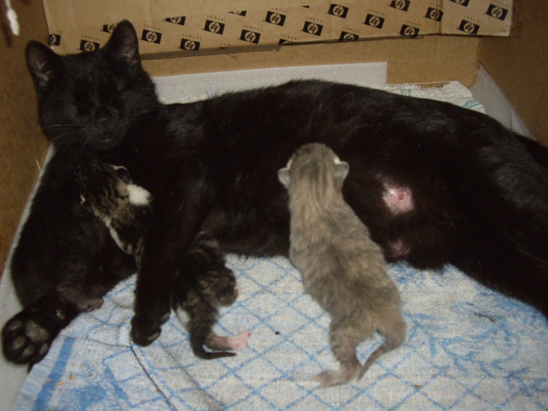 photos de nouveaux nés chats Imgp2213