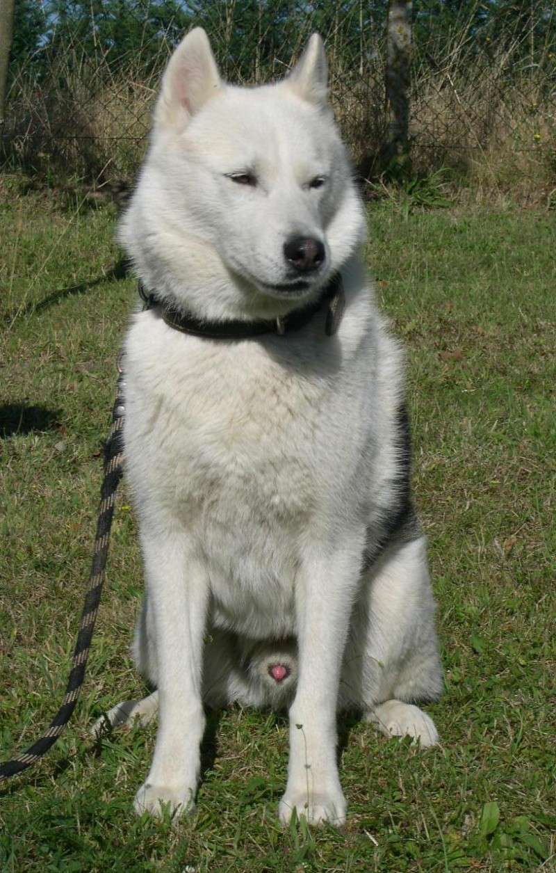 TOM , UN LOUP SYMPA A L'ADOPTION  (89 - Auxerre) ADOPTE Dscn3510