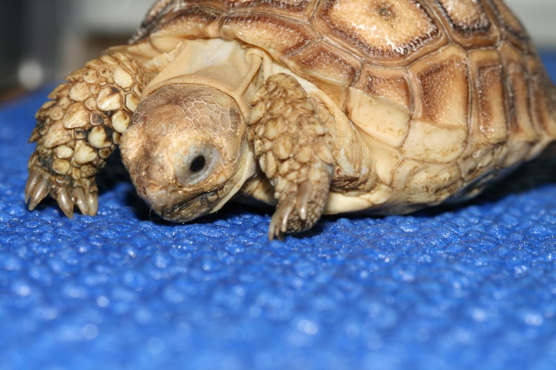 BB sulcata 02710