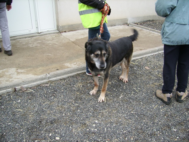 OSCAR croisé berger mâle de10ans avec quatre ans de refuge ADOPTE Photo_53