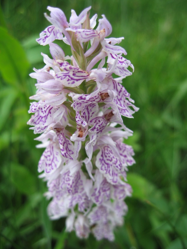 Orchidées sauvages du Morvan