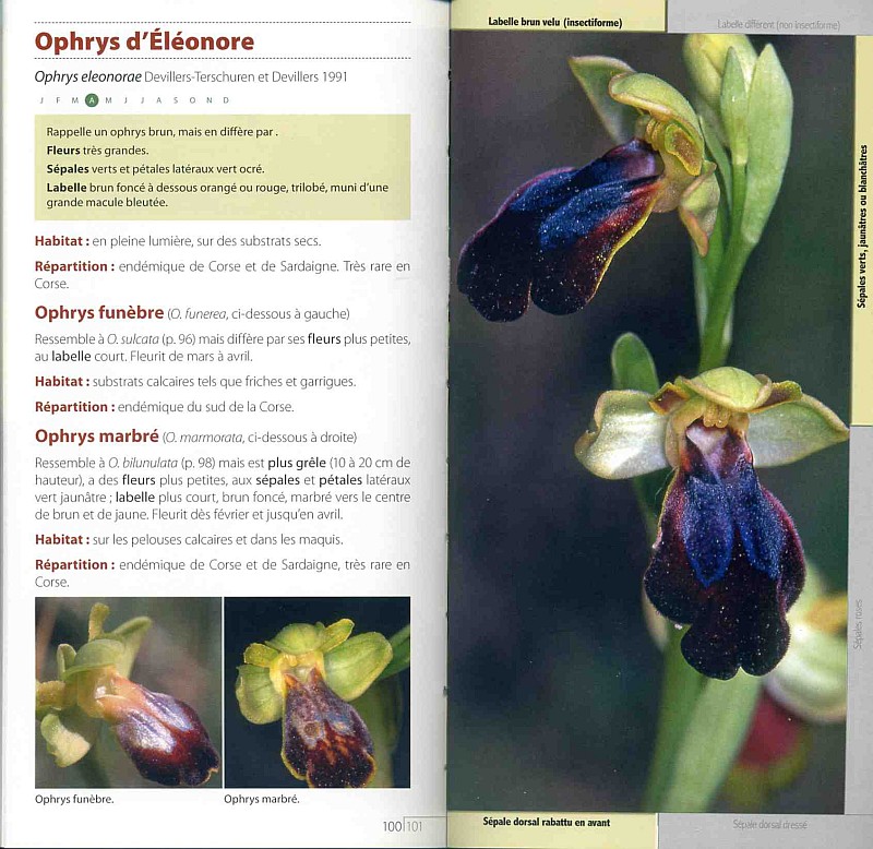 Les Orchidées de France [Dusak, Lebas, Pernot] Guide-12
