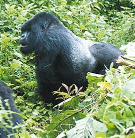 Un gorille sème la panique au zoo d'Amsterdam Gorill10