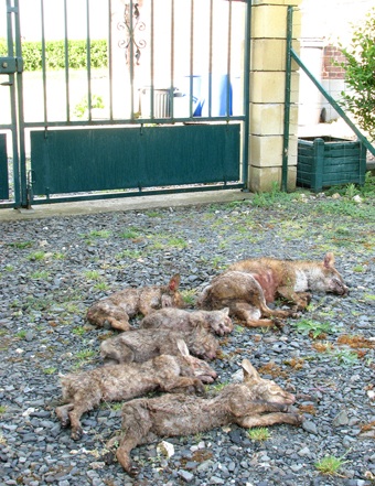 (Fr)Massacrent de huit renards pour inimider des habitants Renard10