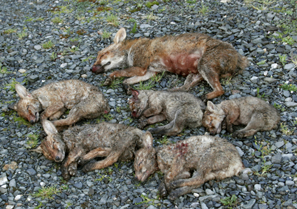 (Fr)Massacrent de huit renards pour inimider des habitants Renard11