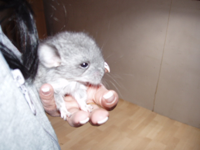 bébé chinchilla P5170015