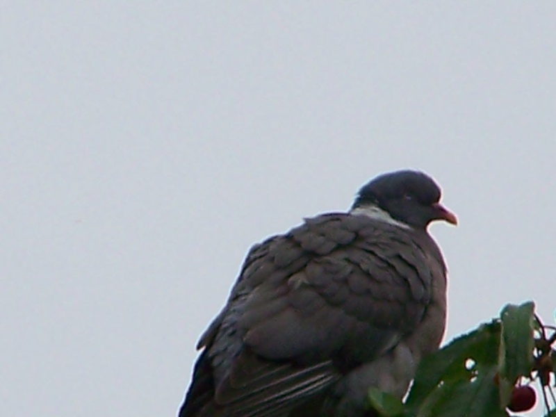 Pigeon ramier 100_0219