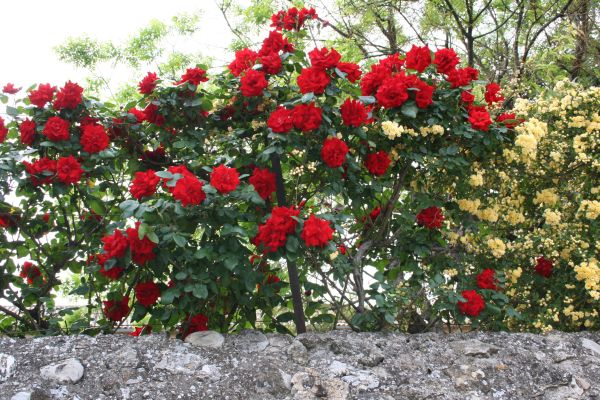 quelques roses Banksi13