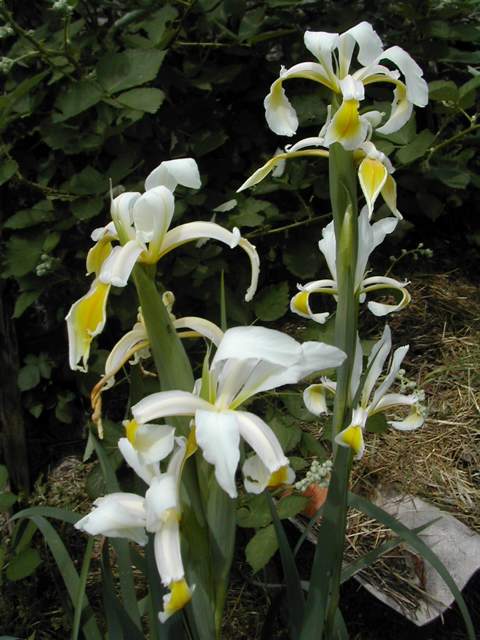 Iris ochroleuca = I. orientalis Dscn6516