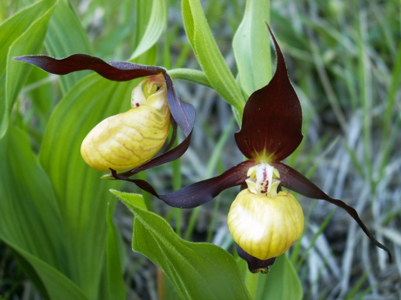 Cypripedium calceolus  ( Sabot de Vénus ) Cyprip10