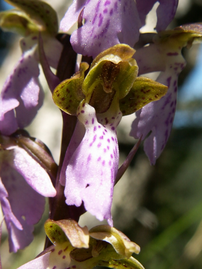 Orchis spitzelii Orchis13