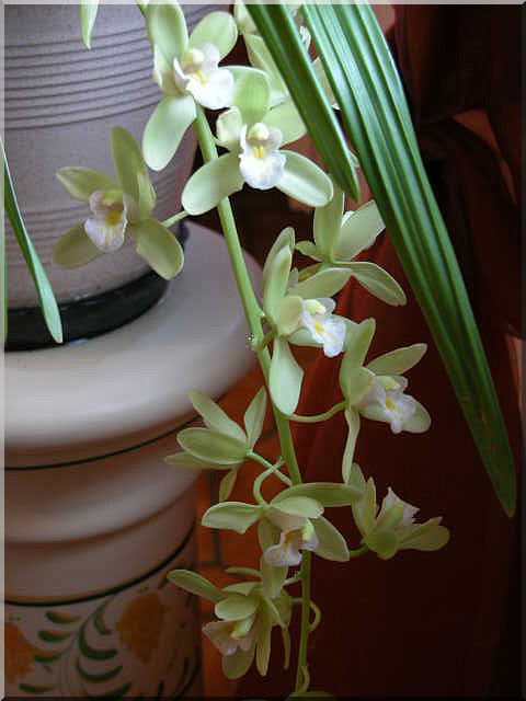 Les orchidées Cymbid13