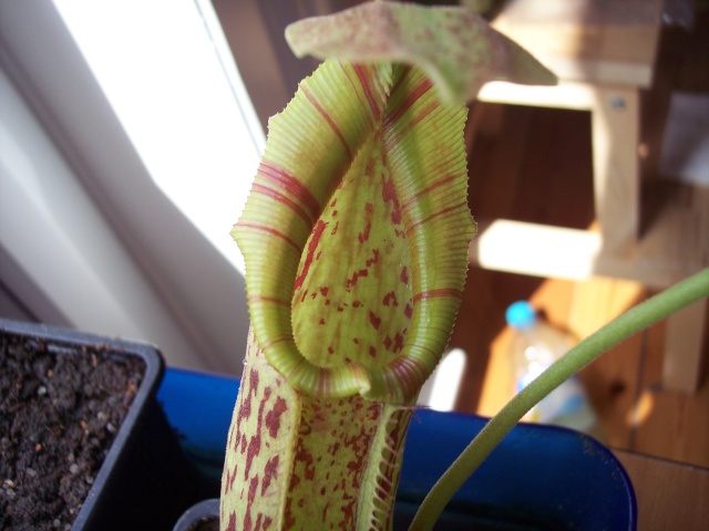 nepenthes 100_2111