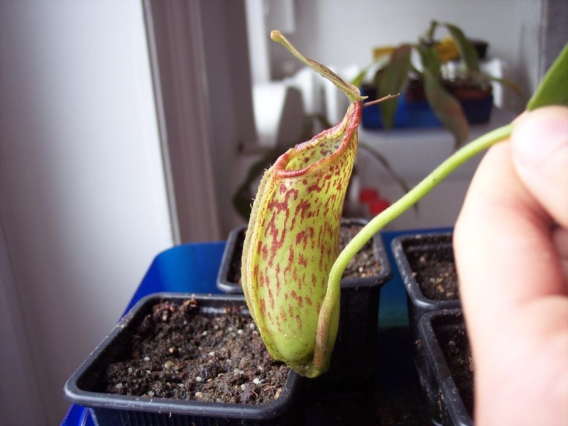 nepenthes Nepent12