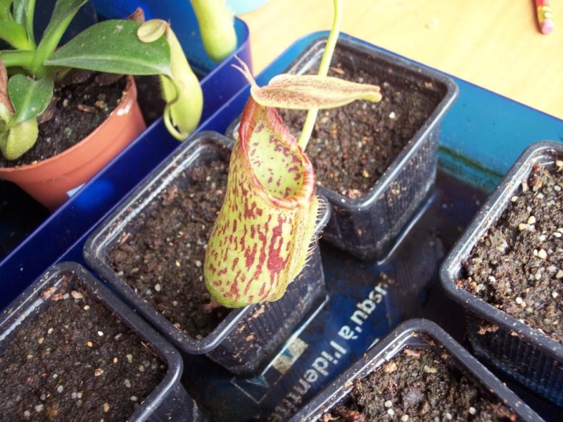 nepenthes Nepent13