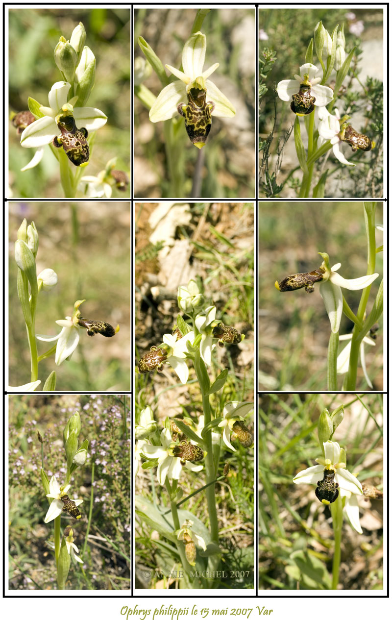 Ophrys philippi ( Ophrys de Philippe ) Variat11