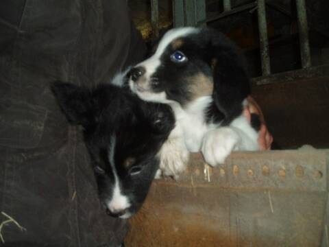 Chiot Border Croise Bouvier Bernois De 2 Mois