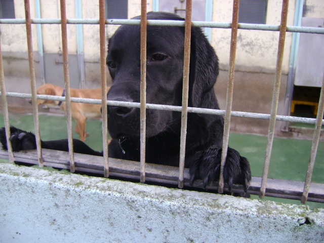 ECLAIR type labrador noir 8 mois, refuge de Dunkerque (59) Dsc06220