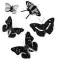 Papillons Papill10