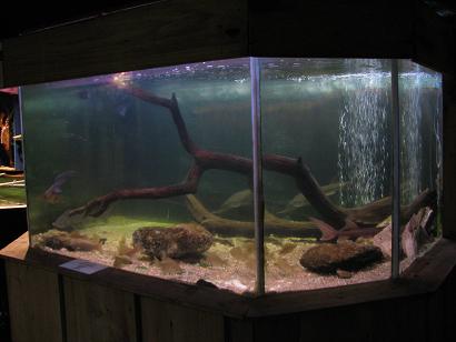 aquarium de la cotiniere (ile d'oleron) Img_2120