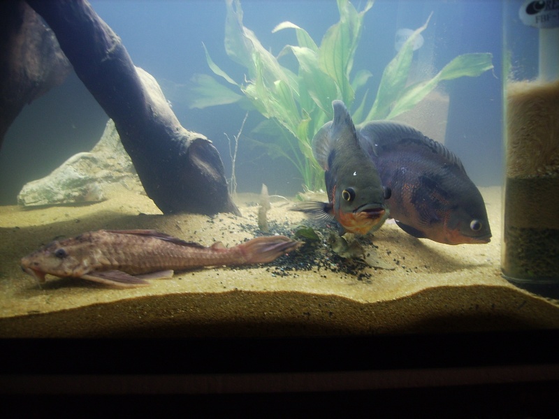 450L Img_0113