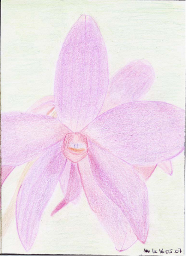 Modestes dessins aux crayons de couleur et autres... Fleur10